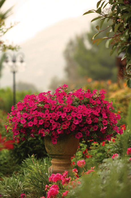 Proven Winners Container Garden Design - Color